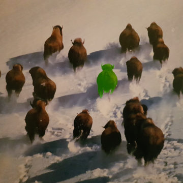 On n’aime pas l’abattage du troupeau de 19 bisons fugueurs de Megève