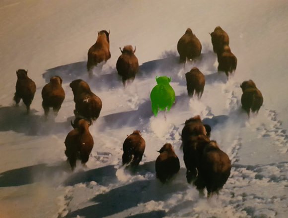 On n’aime pas l’abattage du troupeau de 19 bisons fugueurs de Megève