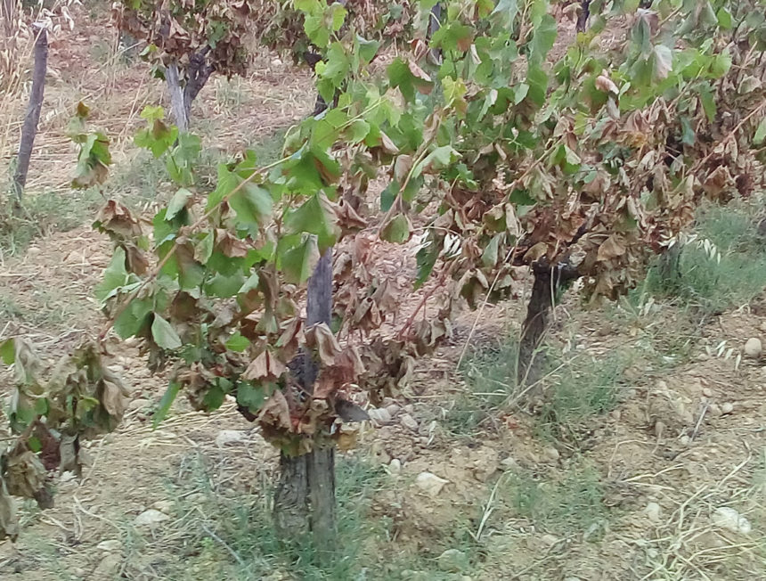 Vignes brûlées dans l'Hérault