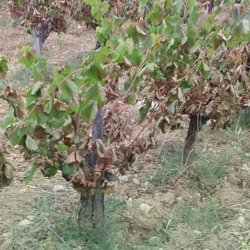 Vignes brûlées dans l'Hérault